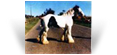 Old Henry - Old Palace Horse - HCs White Horse